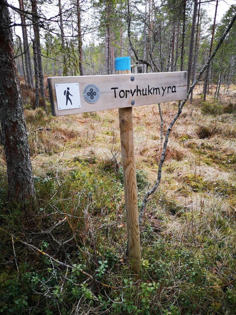 Bilde fra Torvhukmyra